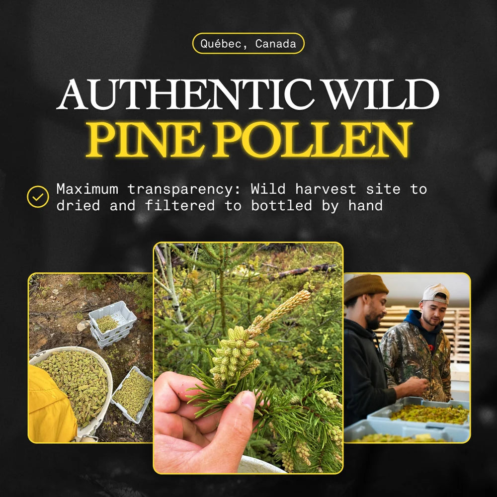 Ola Pine Pollen — Daily T-Support Drops